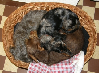 Drei Dackel in einem Hundekorb