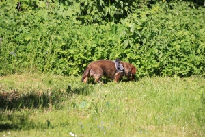 Jara auf Jagd!