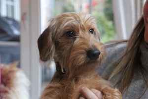 Nacho (Nisko vom Teuto Teckel)